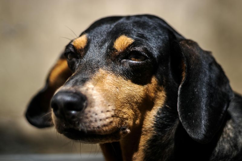 13 Dog Breeds That Handle Schedule Changes Poorly And How To Prepare Them 7 Dachshund