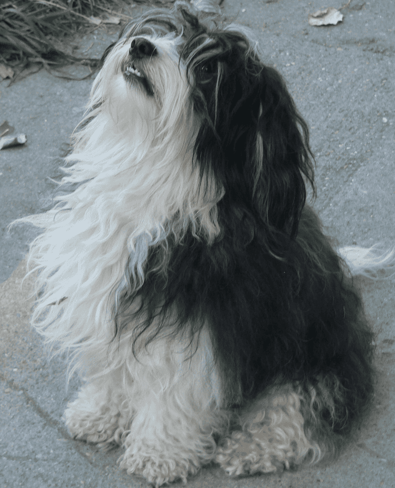 Too much excitement can quickly overwhelm these thoughtful companions 4 Havanese