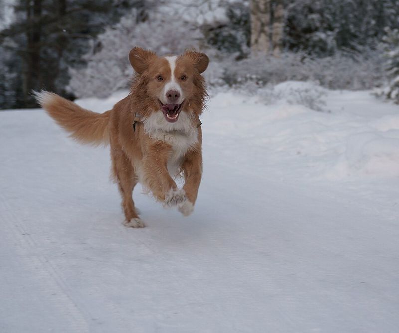 15 Breeds Most Likely To Lick, Nudge Or Paw You When Something Feels “Off” 10 Nova Scotia Duck Tolling Retriever