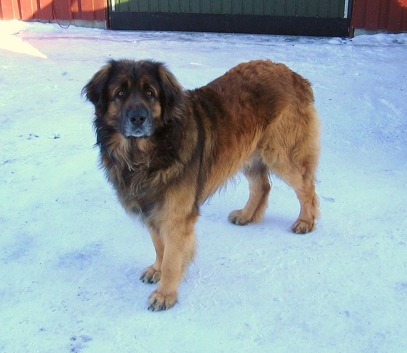 Leonberger