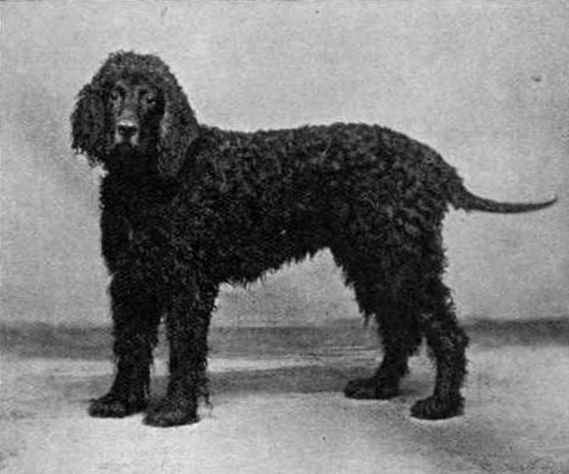 Irish Water Spaniel
