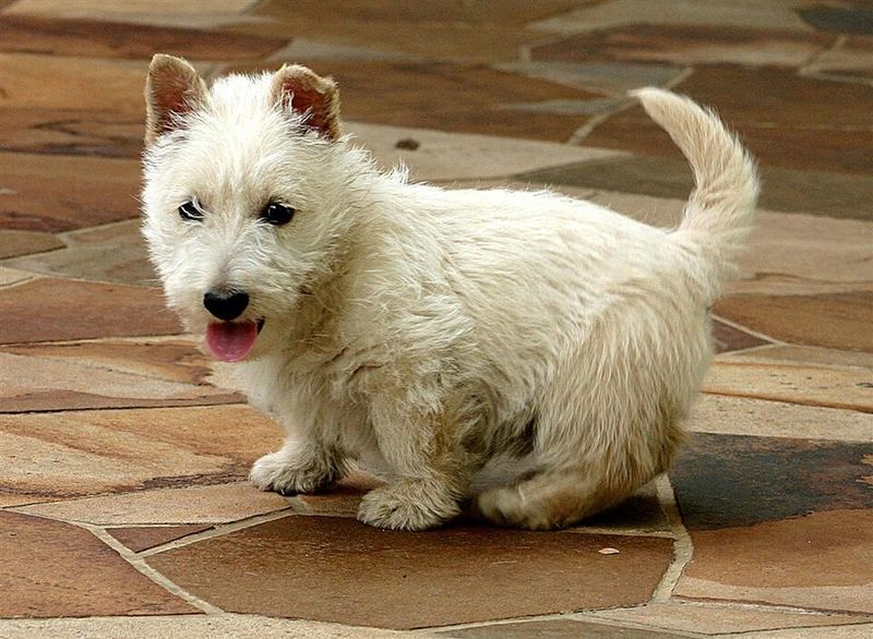 10 small dog breeds that quietly pick their person - plus 3 that refuse to choose sides 9 Scottish Terrier - proud ally with wit