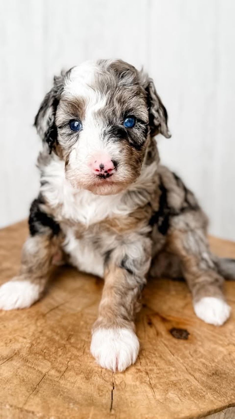 Aussiedoodle (Australian Shepherd + Poodle)
