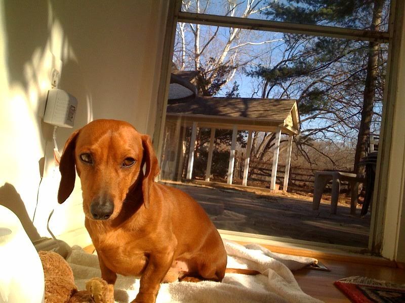 11 stubborn dog breeds that challenge owners daily - and still steal their hearts 5 Dachshund