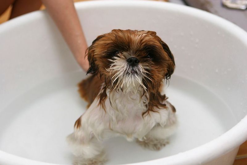 Shih Tzu
