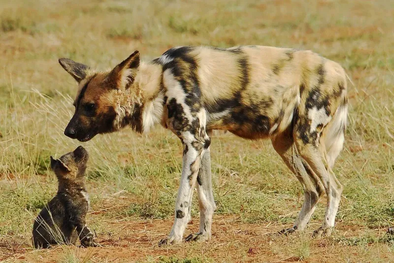 African Wild Dog