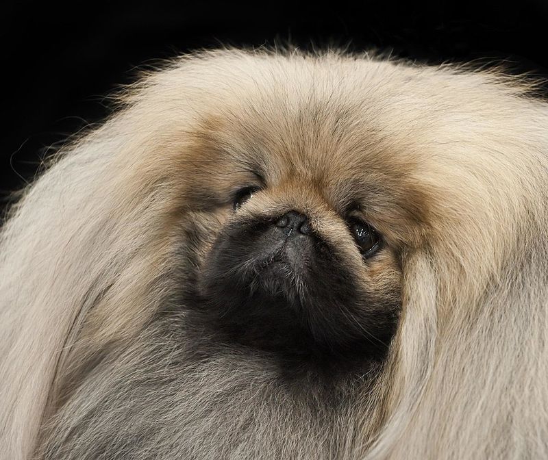Pekingese