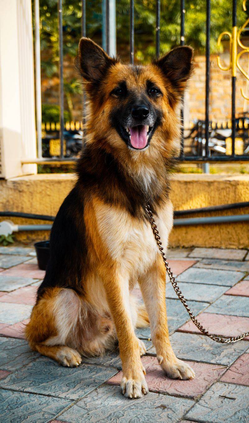 German Shepherd