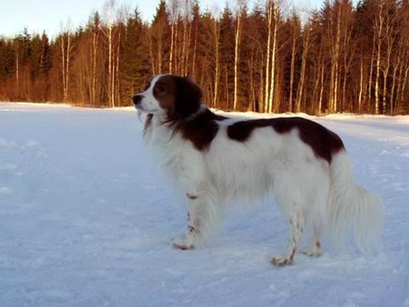 Kooikerhondje