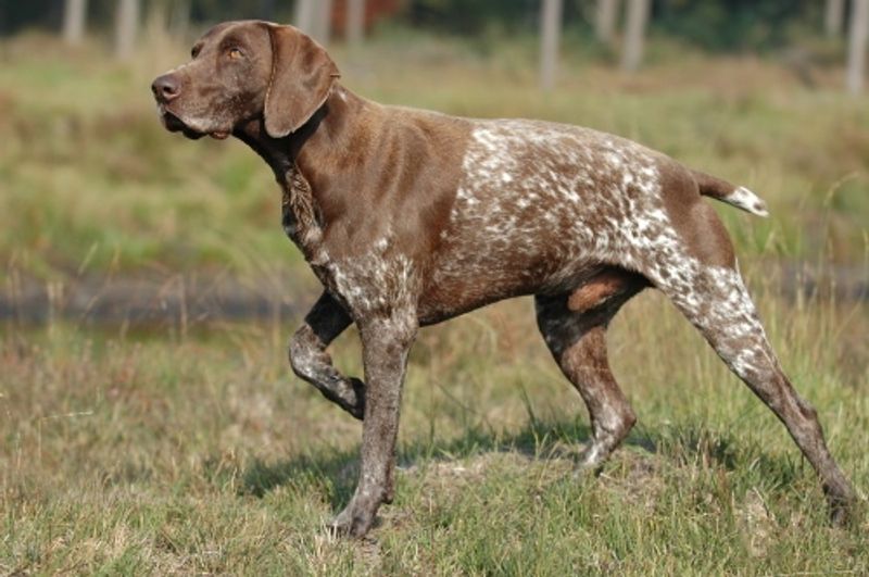 These 13 dog breeds do not simply exercise - they perform like serious athletes 5 German Shorthaired Pointer