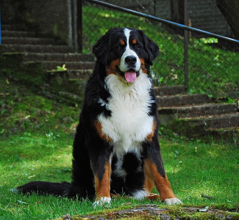 Adventure outside. Relaxation inside. These 11 dog breeds do both exceptionally well 7 Bernese Mountain Dog