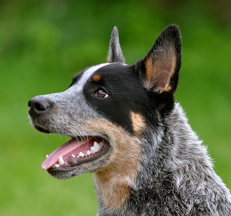 12 Dog Breeds That Approach Border Collie-Level Intelligence (and 13 Close Followers) 22 Australian Cattle Dog