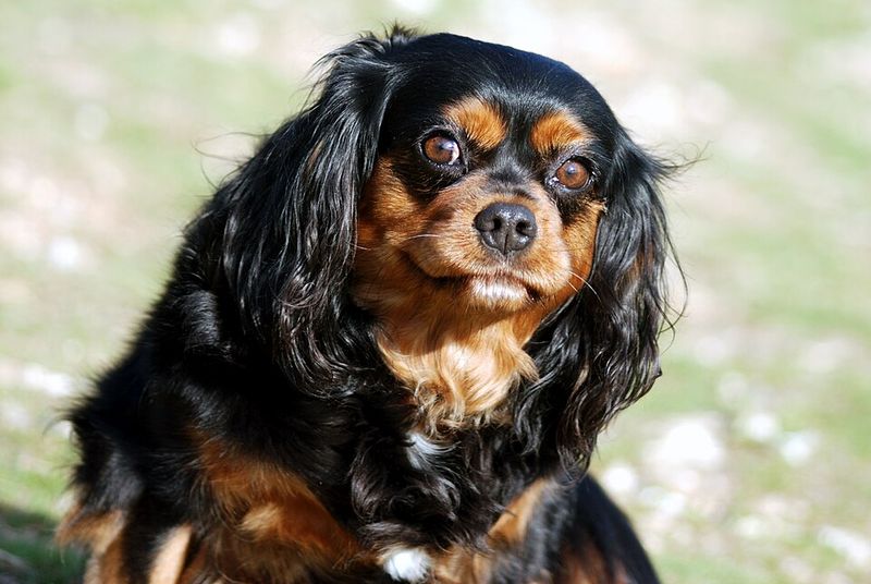 12 companion dog breeds known for deep devotion later in life 2 Cavalier King Charles Spaniel