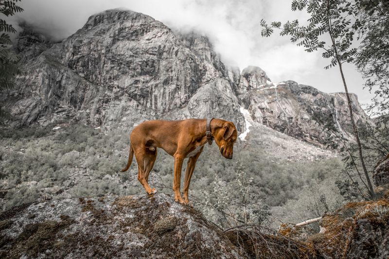 Age barely slows these 13 dog breeds down – plus 3 that keep surprising their owners 9 Vizsla