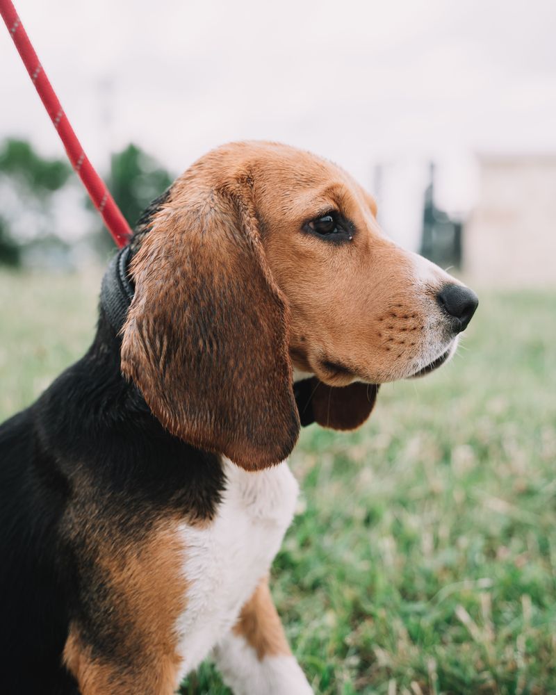 These dog breeds prove canine cuteness comes in far more forms than fluffy puppies 7 Beagle