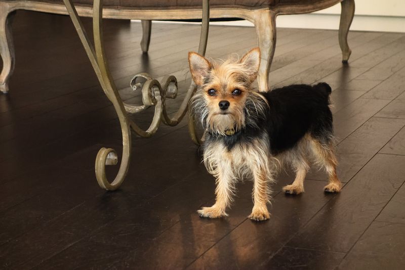 Chorkie
