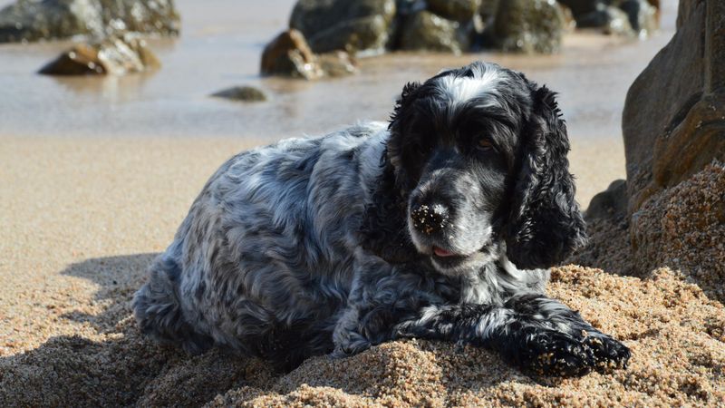 One day they're the new dog - Then somehow every family memory seems to include them 8 English Cocker Spaniel