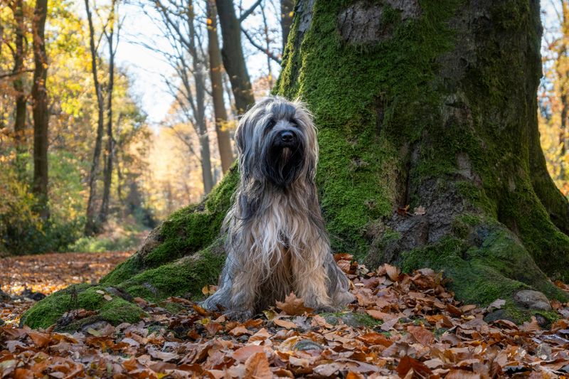Ancient Working Roots Still Show Today - 14 Breeds That Haven’t Lost Their Original Instincts 5 Tibetan Terrier
