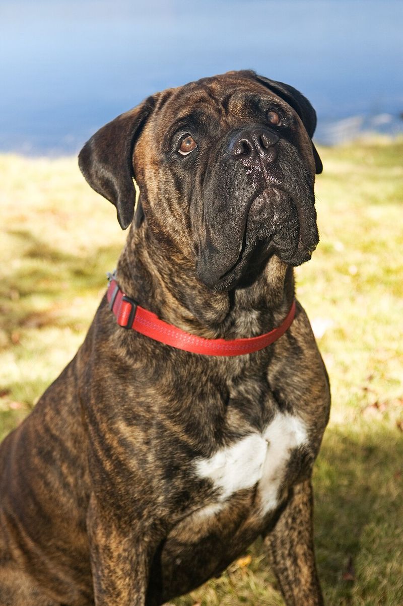 These dog breeds aren't lazy - they simply know when their energy is worth using 6 Bullmastiff