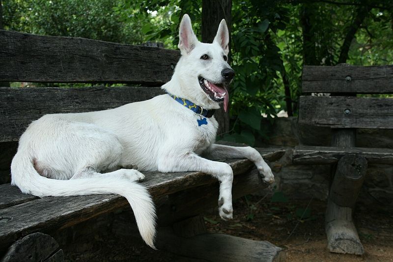 11 white-coated breeds that make simple coloring look unforgettable - plus 2 overlooked beauties 7 White German Shepherd