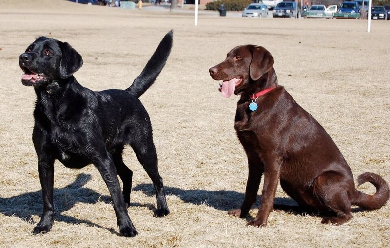 Labrador Retriever