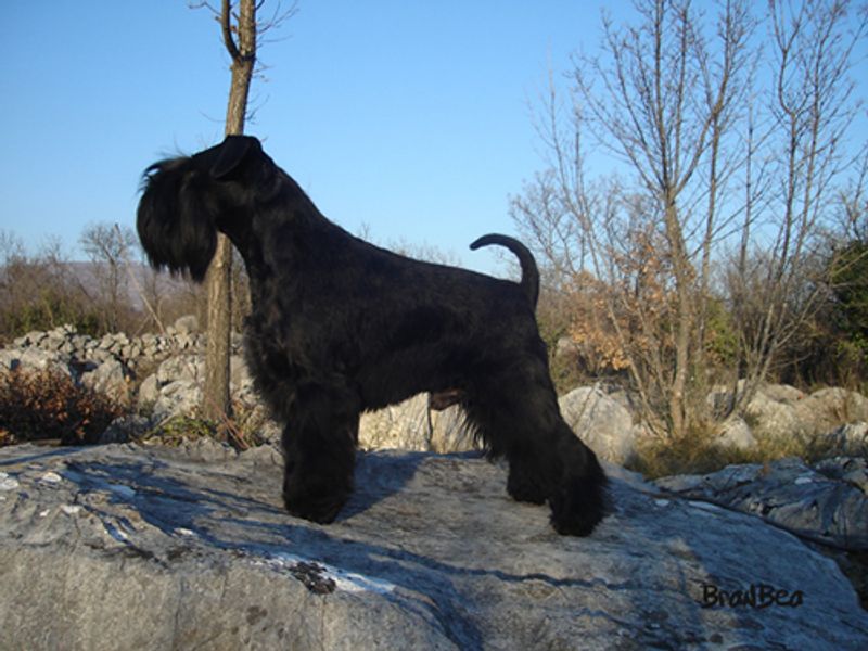New surroundings rarely stop these adaptable dog breeds from finding their footing 2 Miniature Schnauzer