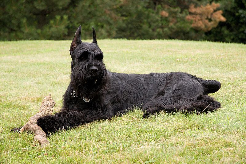 25 Dog Breeds That Command Respect Just by Their Presence 11 Giant Schnauzer