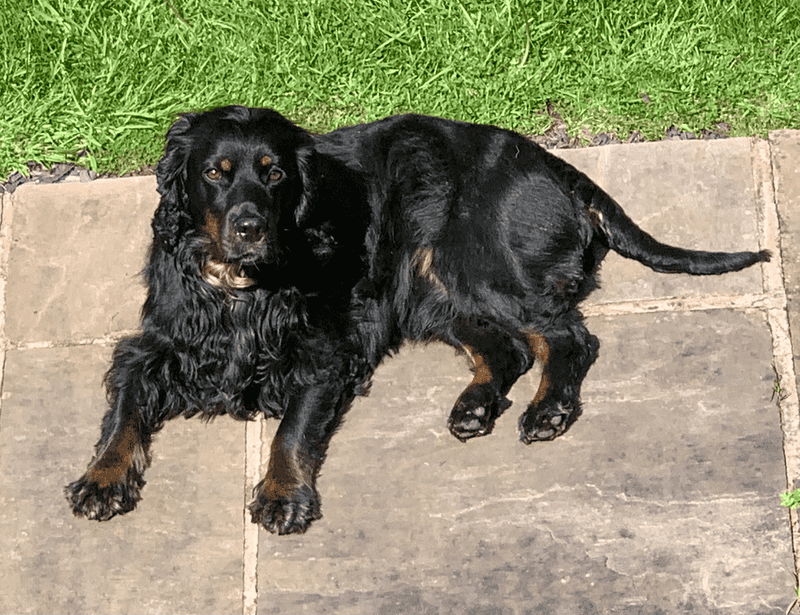 Cocker Spaniel