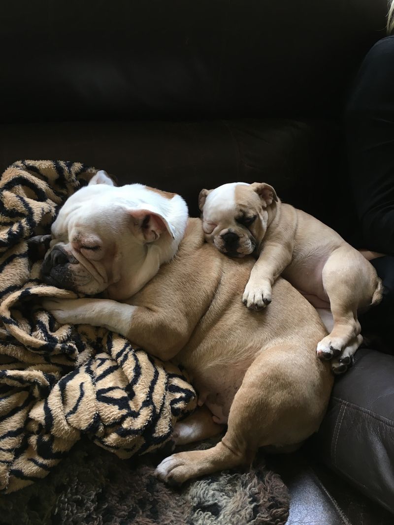 26 Bulldog Breeds Recognized for Their Strength and Endurance 7 Australian Bulldog