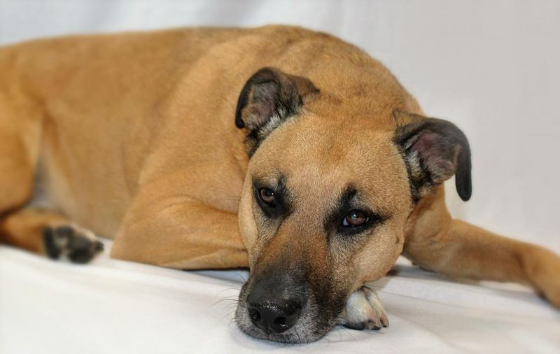 13 dogs that patrol your yard like pest-control experts 6 Mountain Cur