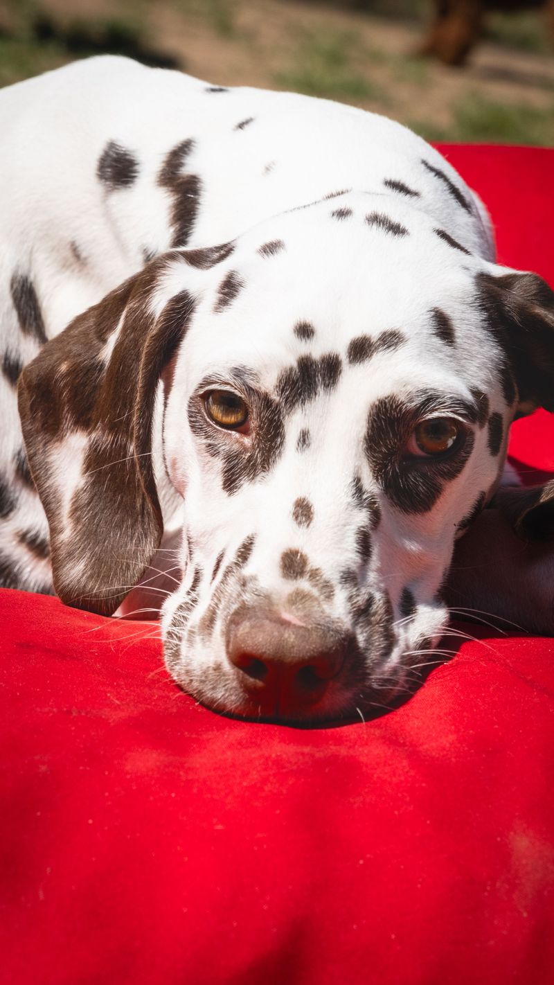 Dalmatian