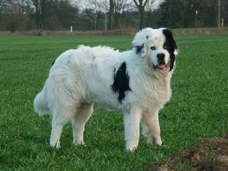 The biggest surprises about giant dog breeds usually happen after adoption 12 Landseer