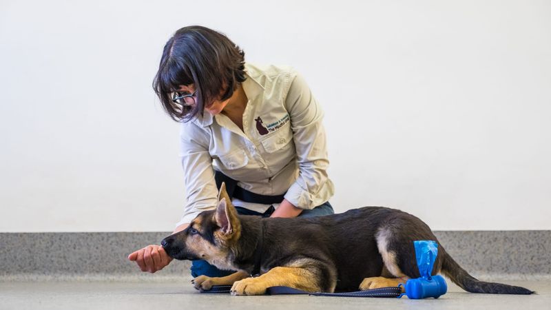 19 Meaningful Ways Dogs Help Improve Our Emotional Health 7 Helping with Emotional Regulation