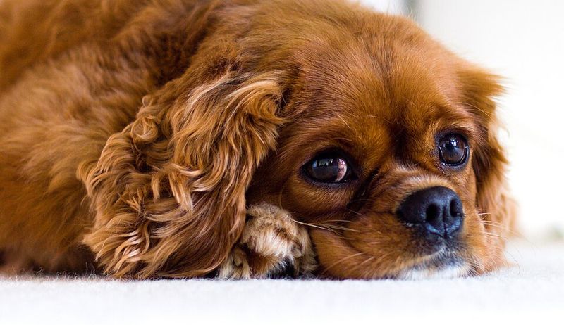 12 Dog Breeds That Can Be Sensitive to Handling - Why Some Hate Hugs and Face Touching 5 Cavalier King Charles Spaniel