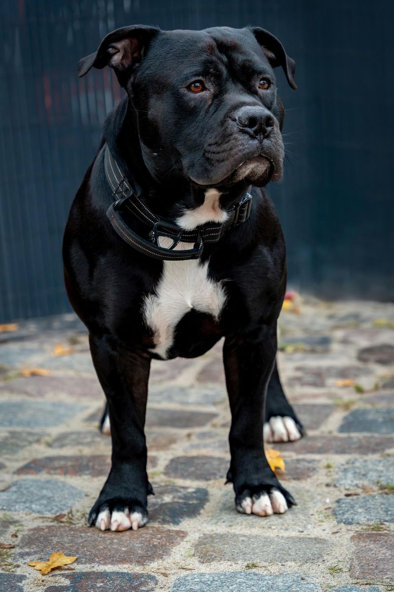 15 fearless dogs with protective instincts owners trust completely 15 Staffordshire Bull Terrier