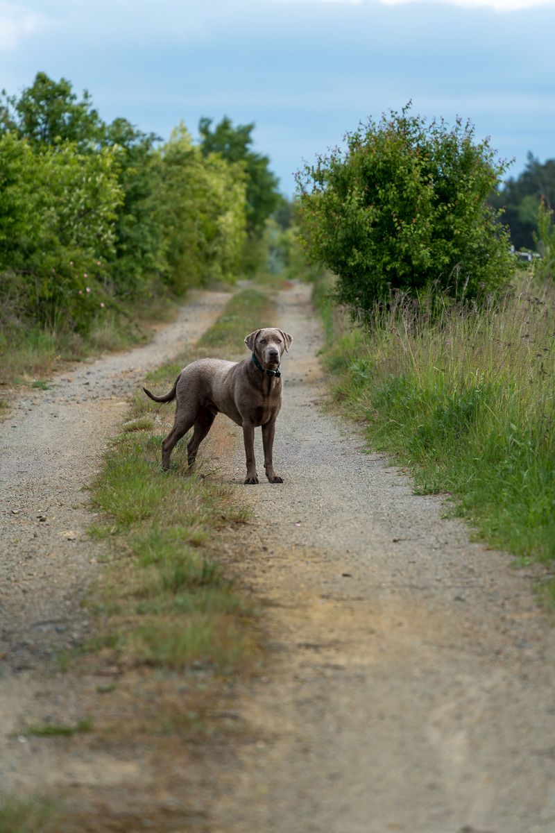 The rehoming story often starts long before the dog leaves - With expectations that were never realistic 9 Weimaraner - Velcro athlete in silver