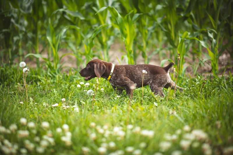 German Shorthaired Pointer Puppy