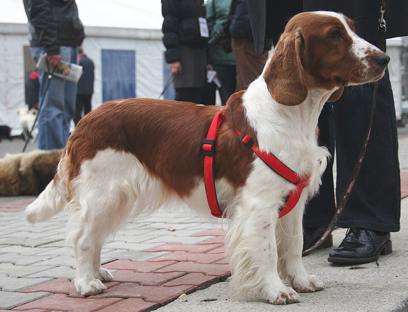 Welsh Springer Spaniel