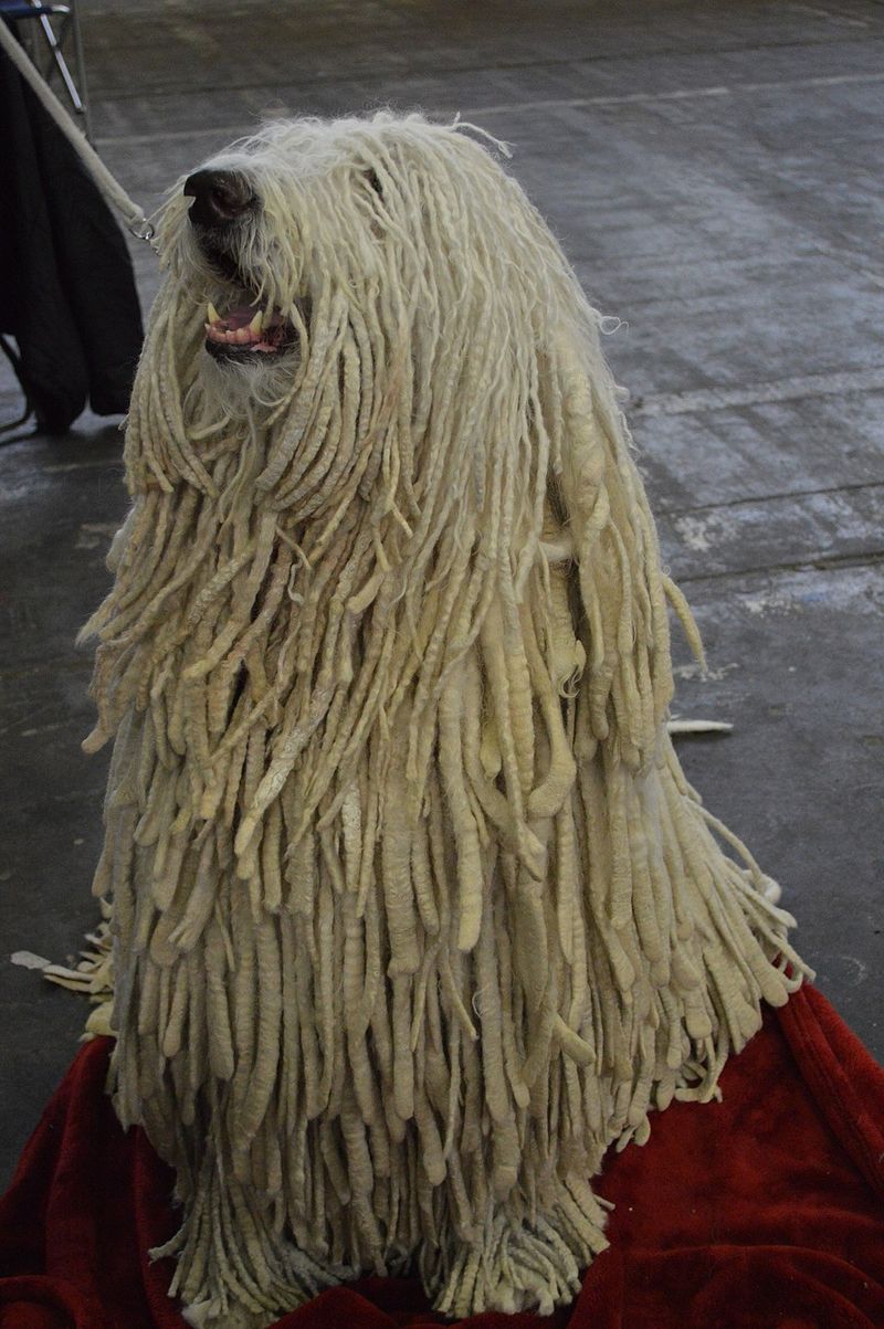 22 White Dog Breeds Recognized for Their Elegant Appearance 19 Komondor
