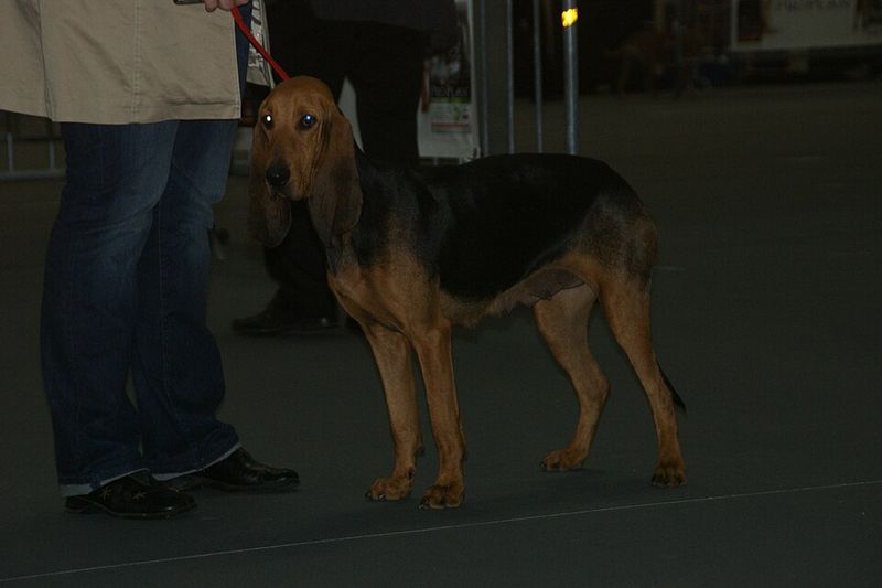 Rare Sporting Dogs Hunters Are Quietly Bringing Back 2 St. Hubert Jura Hound
