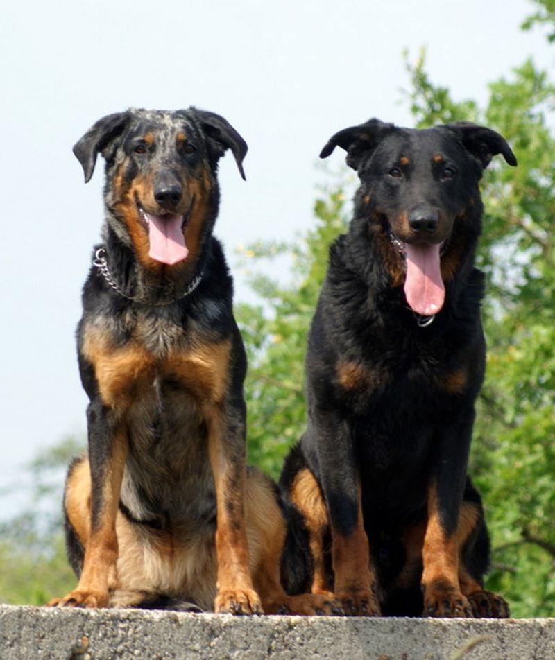 People trust these 12 dogs for protection - then they discover these 4 hidden gems 14 Beauceron