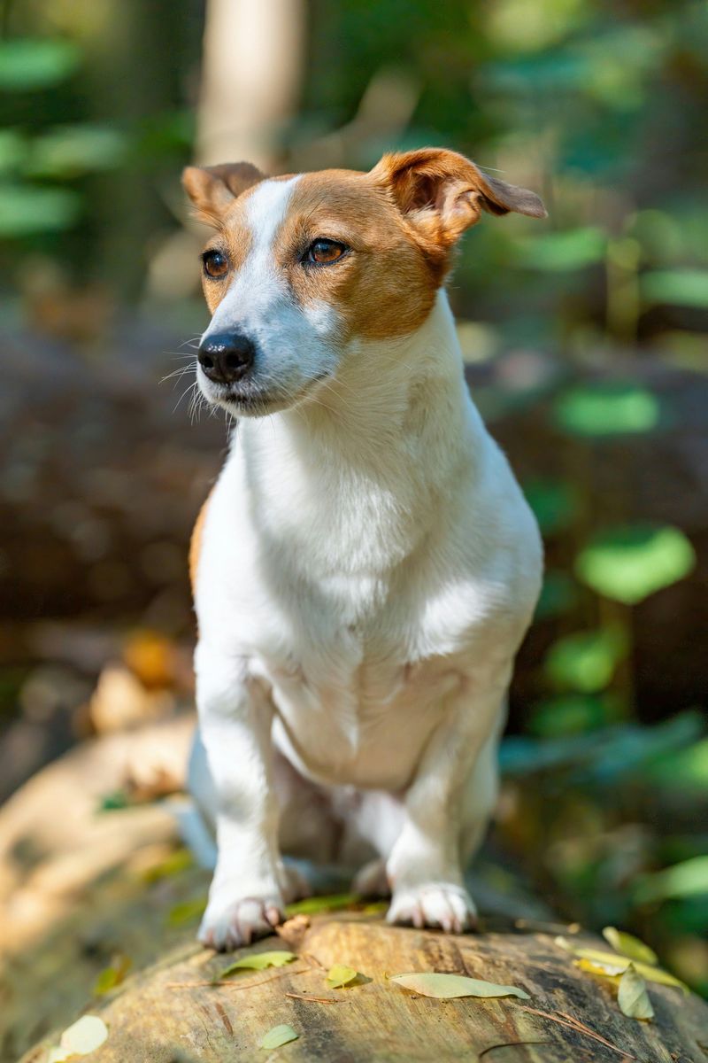 Want a Breed With a Clear Personality - 11 Dogs That Are Famous for One Defining Trait 6 Jack Russell Terrier