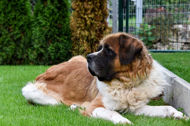 These dog breeds aren't lazy - they simply know when their energy is worth using 10 Saint Bernard