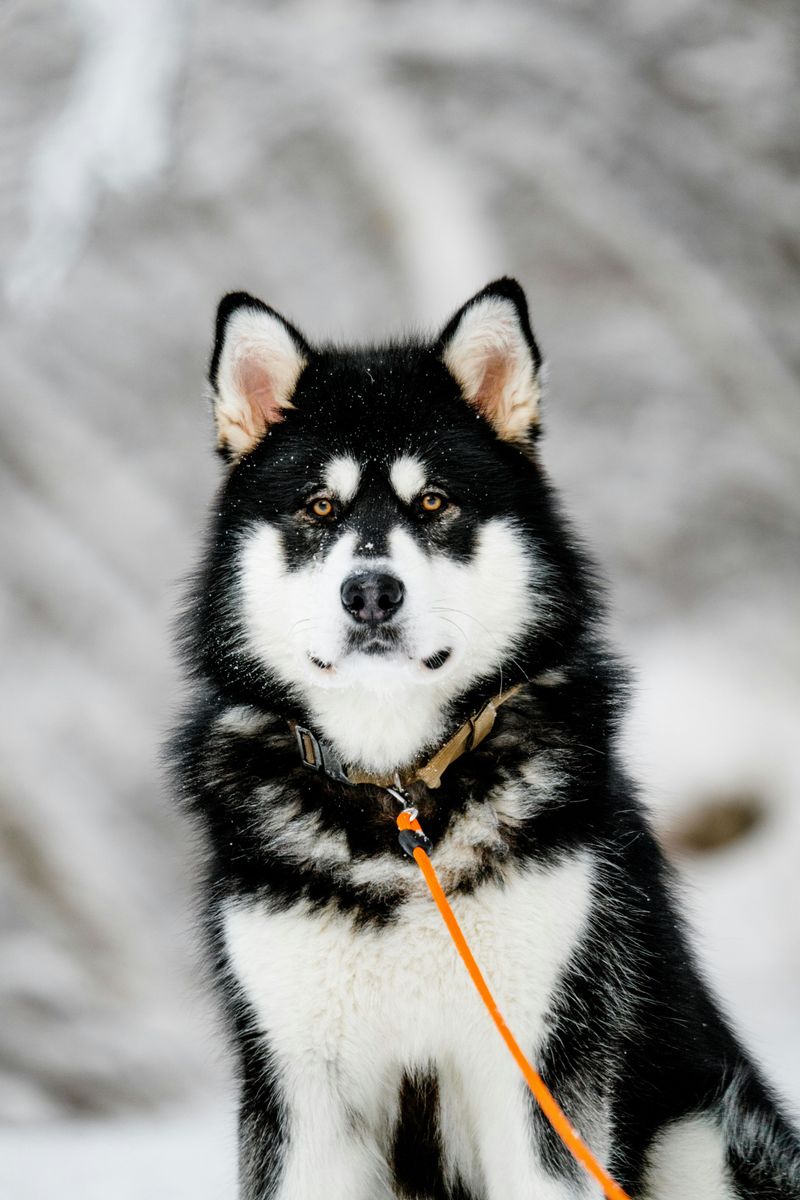 14 Dog Breeds That May Be Too Challenging for Families with Kids 14 Alaskan Malamute