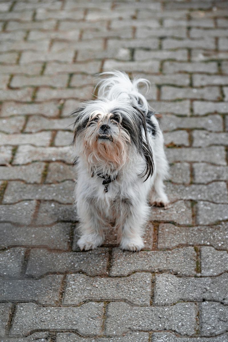 17 Dog Breeds That Are Surprisingly Difficult to Train 9 Shih Tzu