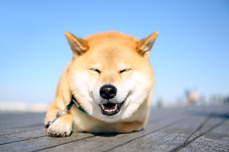 Some dogs make every emotion obvious - Others can leave even experienced owners guessing 3 Shiba Inu