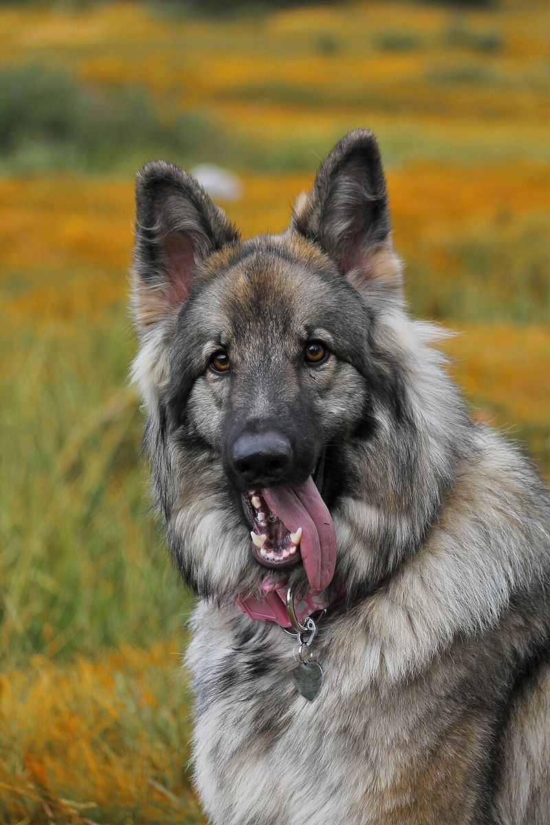 27 Dog Breeds That Closely Resemble Wolves in Looks and Temperament 21 Shiloh Shepherd