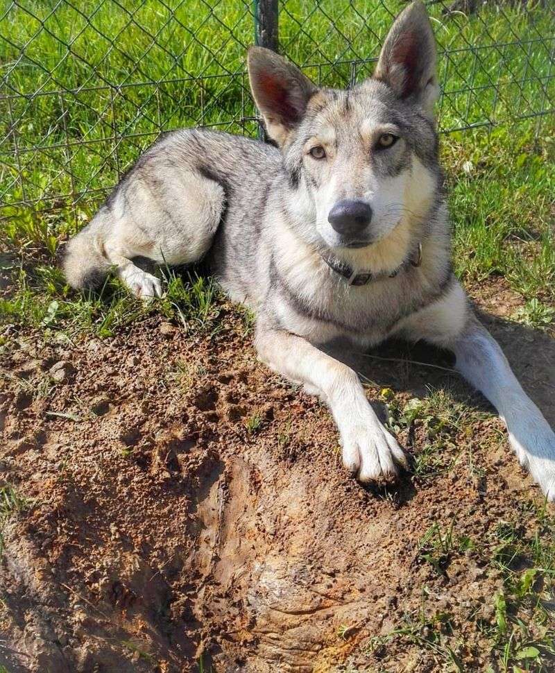 “Wolfish” Dogs Keep Taking Over Feeds - 11 Breeds With That Wild Northern Look 6 Saarloos Wolfdog