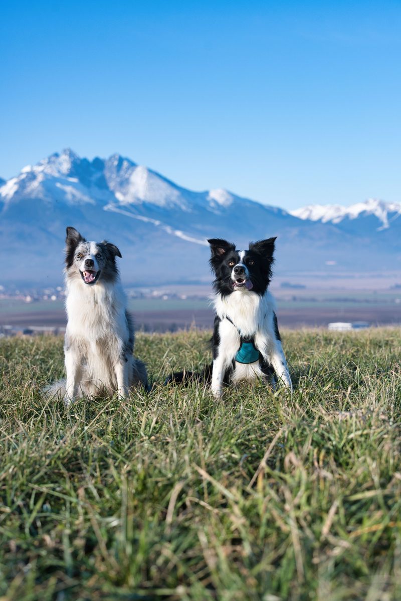 These hardworking dog breeds were built for more than casual exercise 3 Border Collie