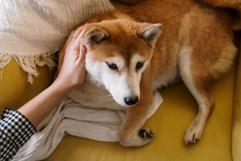 11 Emotional Behaviors You’ll Often See in a Newly Rescued Dog 12 Gradual Relaxation as They Begin to Feel at Home